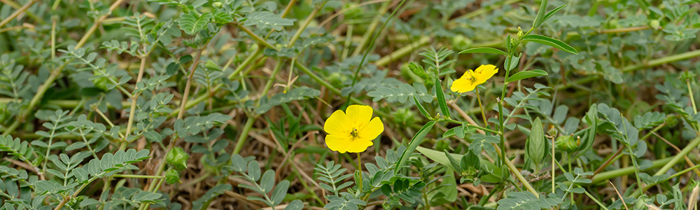 Puncture vine