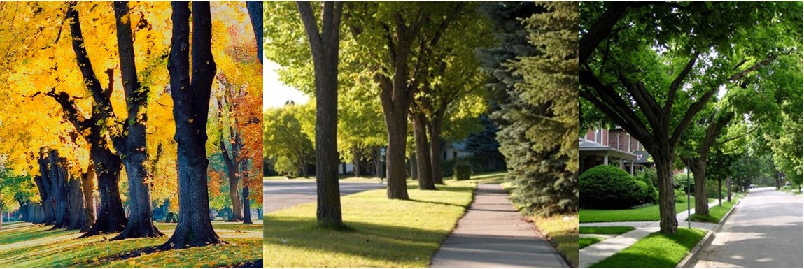 A collage of three photos of street trees in Walla Walla