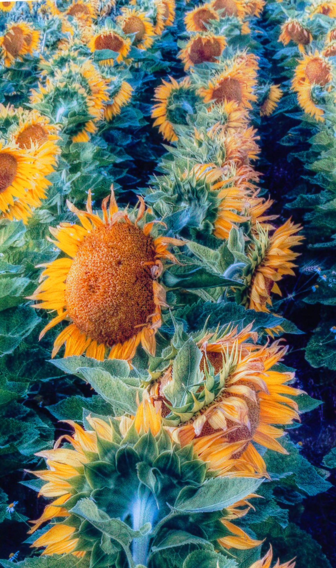 Sunflowers